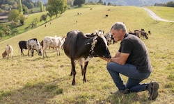 Hans Muster inmitten seiner Zwergzebu-Herde. Weil die Wiesen heuer kaum Futter hergeben, muss ...
