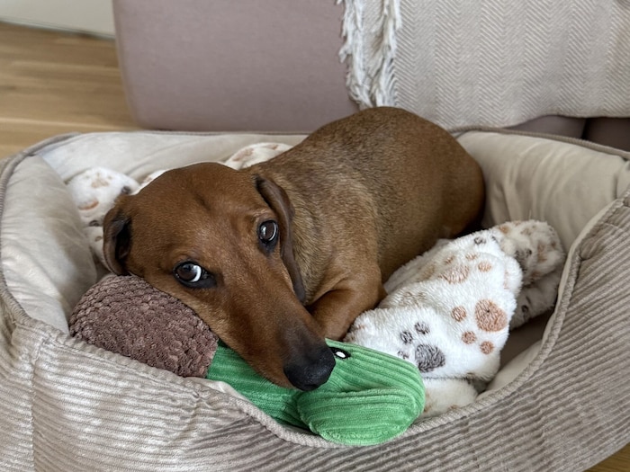 Mit „Zekos“ Geschichte möchte Biajna A. Aufmerksamkeit schaffen, damit sich andere Hundehalter ...