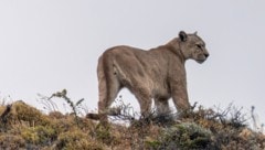 In der Nähe von München soll derzeit ein frei laufender Puma unterwegs sein (Symbolbild).