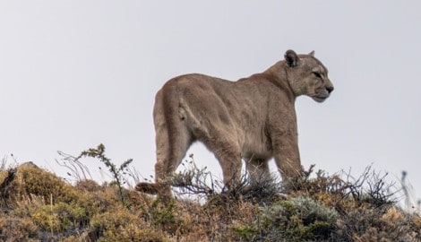 In der Nähe von München soll derzeit ein frei laufender Puma unterwegs sein (Symbolbild).