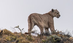 In der Nähe von München soll derzeit ein frei laufender Puma unterwegs sein (Symbolbild).