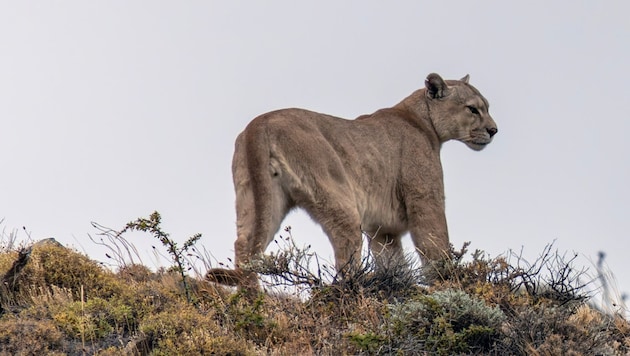 In der Nähe von München soll derzeit ein frei laufender Puma unterwegs sein (Symbolbild).