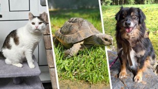 Frodo, Sirtaki und Jolly suchen noch ihre Lebensplätze bei Tierfreunden.