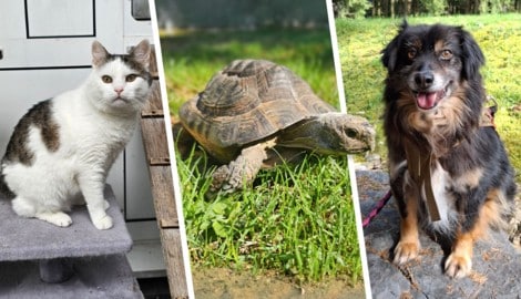 Frodo, Sirtaki und Jolly suchen noch ihre Lebensplätze bei Tierfreunden.