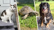 Frodo, Sirtaki und Jolly suchen noch ihre Lebensplätze bei Tierfreunden.