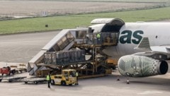Ungarische Fleckviehbullen werden verladen.