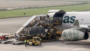 Ungarische Fleckviehbullen werden verladen.