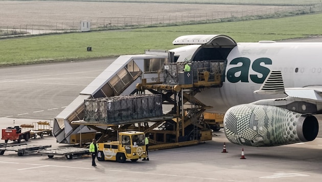 Ungarische Fleckviehbullen werden verladen.
