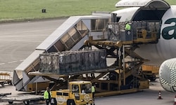 Hunderte Rinder werden in Linz in den Flieger geladen.