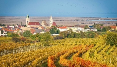 Herbststimmung bei Rust: Weinberge säumen hier den Bernstein Trail.