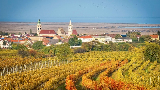 Herbststimmung bei Rust: Weinberge säumen hier den Bernstein Trail.