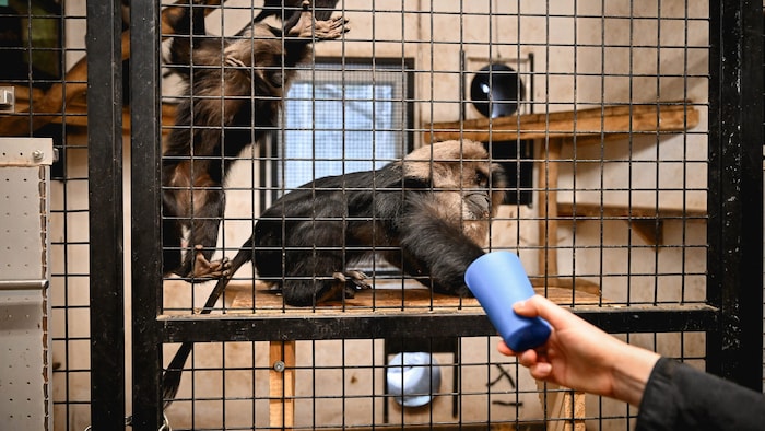 Im Tiergarten wurde ein eigener Raum für die Zwecke der Forschung errichtet.