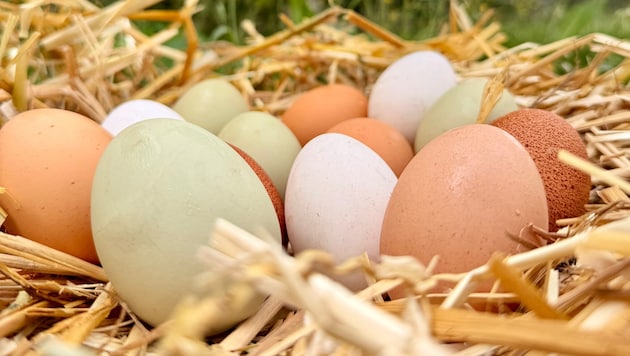 Aufgrund der steigenden Nachfrage investieren inländische Produzenten 80 Mio. Euro in ...