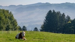 Die Ansteckungsgefahr auf den Alpen ist groß: Rotwild kann den TBC-Erreger leicht auf die Rinder ...