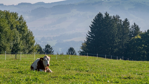 Die Ansteckungsgefahr auf den Alpen ist groß: Rotwild kann den TBC-Erreger leicht auf die Rinder ...