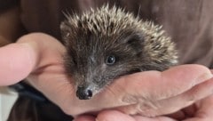 Der gerettete ‘Krümel‘ wird wahrscheinlich in der Wildtierstation überwintern.