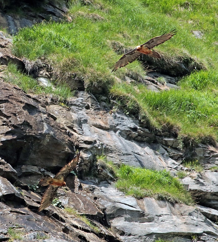 Anhand des orangefarbigen Rumpfgefieders sind Bartgeier gut zu erkennen. Sie fliegen auch ...