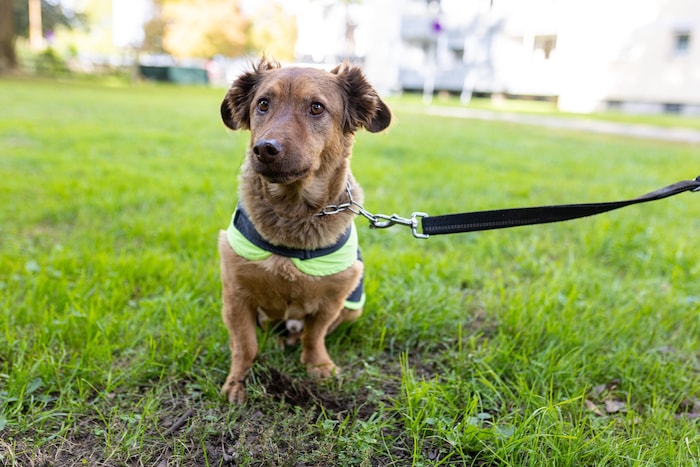 Hund Balu ist bei den Rundgängen immer mit dabei.