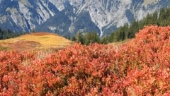 In höheren Lagen lässt sich die Verfärbung von Blättern auch heuer beobachten – doch in tieferen ...