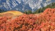 In höheren Lagen lässt sich die Verfärbung von Blättern auch heuer beobachten – doch in tieferen ...