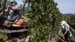 Tatort war der Standort des renommierten Weinproduzenten Marchesi Antinori in Cortona bei ...