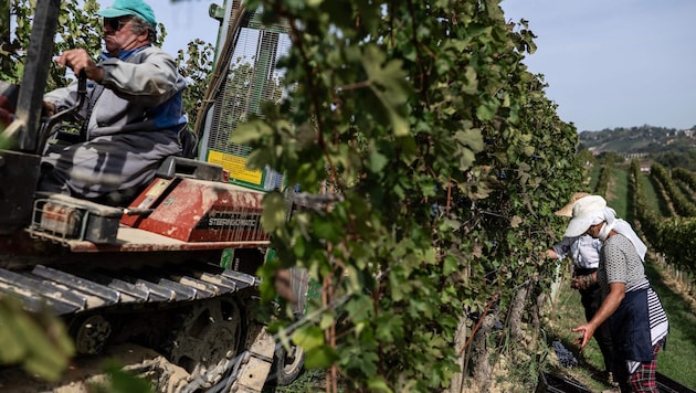 Tatort war der Standort des renommierten Weinproduzenten Marchesi Antinori in Cortona bei ...