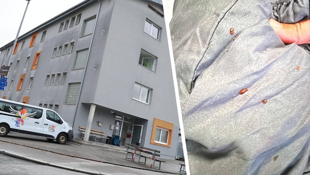 Bettwanzenplage ohne Ende in der Notschlafstelle am Schusterbergweg in Innsbruck