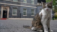 Kater Larry ist beinahe 20 Jahre alt und hat inzwischen Kultstatus in Großbritannien und darüber ...
