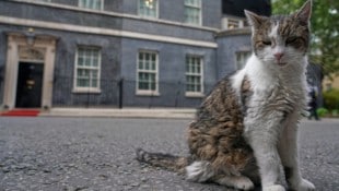 Kater Larry ist beinahe 20 Jahre alt und hat inzwischen Kultstatus in Großbritannien und darüber ...