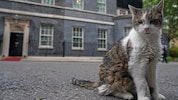 Kater Larry ist beinahe 20 Jahre alt und hat inzwischen Kultstatus in Großbritannien und darüber ...