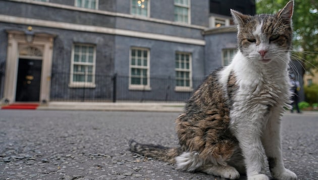 Kater Larry ist beinahe 20 Jahre alt und hat inzwischen Kultstatus in Großbritannien und darüber ...