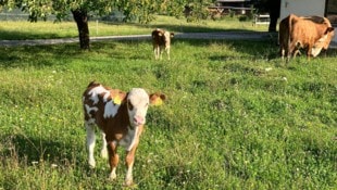 Immer weniger Landwirte haben noch Nutztiere, entsprechend wenige Nutztierärzte gibt es ...