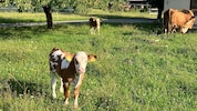 Immer weniger Landwirte haben noch Nutztiere, entsprechend wenige Nutztierärzte gibt es ...
