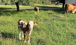 Immer weniger Landwirte haben noch Nutztiere, entsprechend wenige Nutztierärzte gibt es ...
