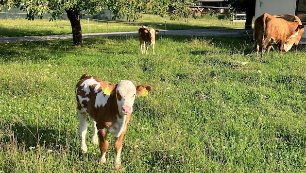 Immer weniger Landwirte haben noch Nutztiere, entsprechend wenige Nutztierärzte gibt es ...