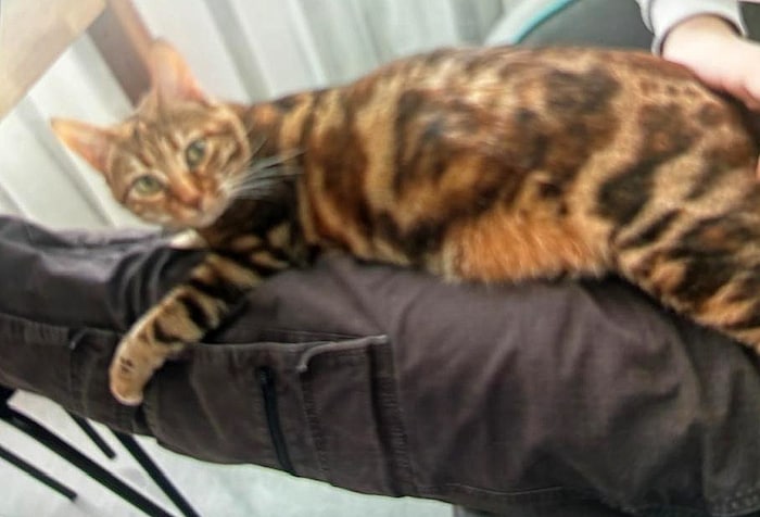 Stubentiger „Lila“. Die Bengalkatze ist sehr scheu und trug bei ihrem Verschwinden ein ...