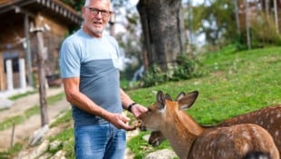 Horst Einöder/Flashpictures Willi Starlinger (68) züchtet seit 30 Jahren im Mühlviertel Sikawild und fürchtet um seine ...