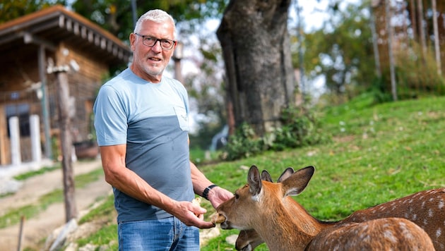 Willi Starlinger (68) züchtet seit 30 Jahren im Mühlviertel Sikawild und fürchtet um seine ...