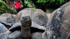 Rund 180.000 Riesenschildkröten bevölkern das Aldabra-Atoll. Ihren Lebensraum müssen sie ...