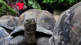 Rund 180.000 Riesenschildkröten bevölkern das Aldabra-Atoll. Ihren Lebensraum müssen sie ...