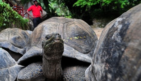 Rund 180.000 Riesenschildkröten bevölkern das Aldabra-Atoll. Ihren Lebensraum müssen sie ...