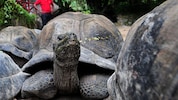 Rund 180.000 Riesenschildkröten bevölkern das Aldabra-Atoll. Ihren Lebensraum müssen sie ...