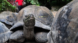 Rund 180.000 Riesenschildkröten bevölkern das Aldabra-Atoll. Ihren Lebensraum müssen sie ...