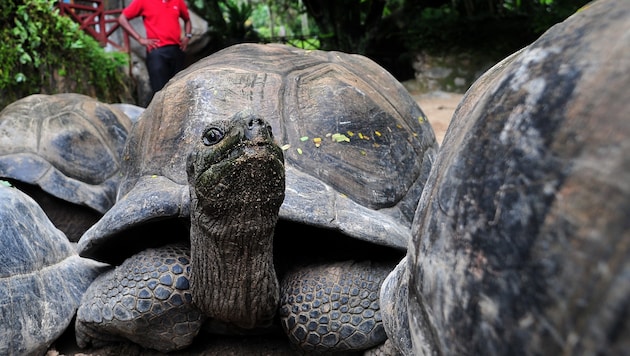 Rund 180.000 Riesenschildkröten bevölkern das Aldabra-Atoll. Ihren Lebensraum müssen sie ...
