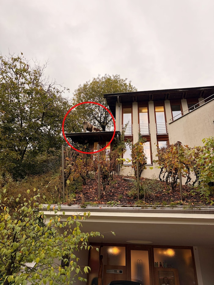 „Konrad“ kam weder vor noch zurück.