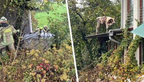 Tierischer Einsatz für die Feuerwehr in Hopfgarten.