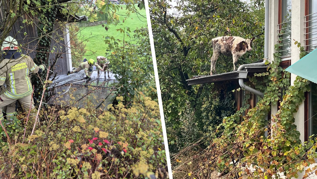 Search Rescue Mobile Animal Rescue - On the Run! Calf “Konrad” Got Lost on the Roof | krone.at