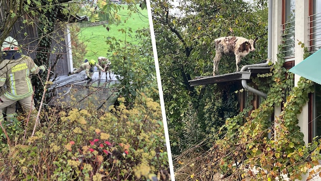 Tierischer Einsatz für die Feuerwehr in Hopfgarten.