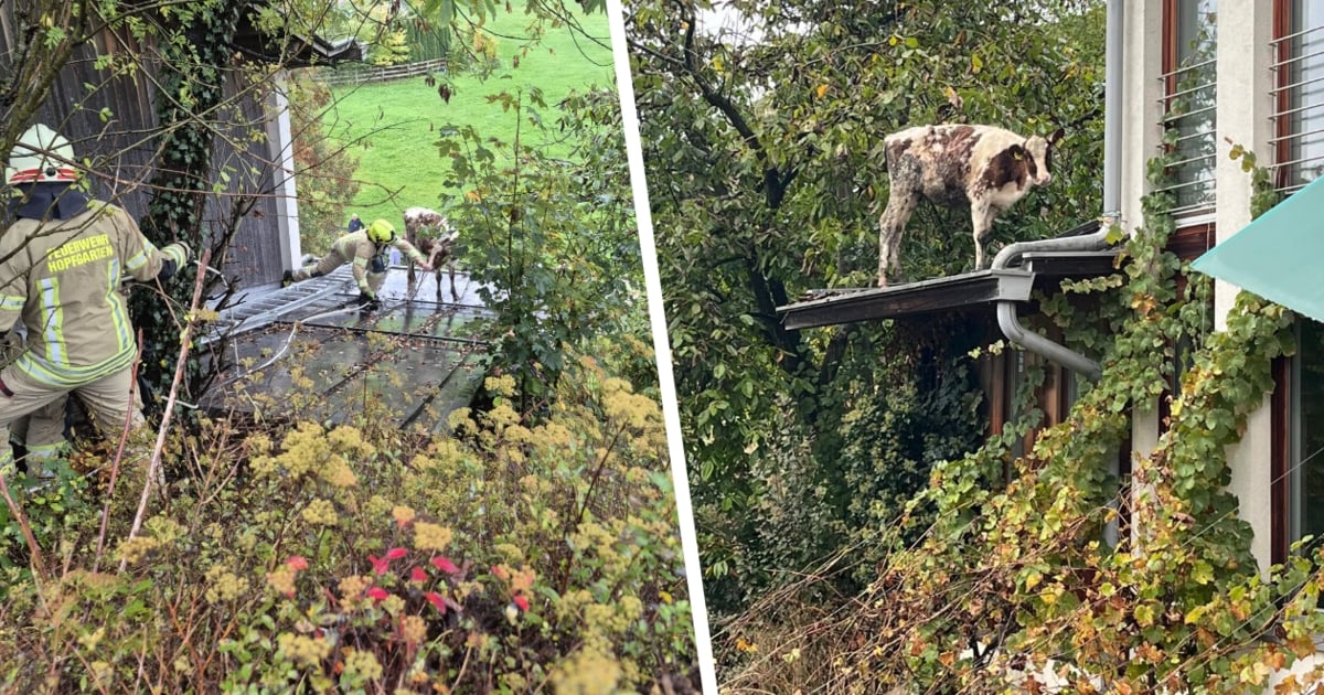 Search Rescue Mobile Animal Rescue - On the Run! Calf “Konrad” Got Lost on the Roof | krone.at