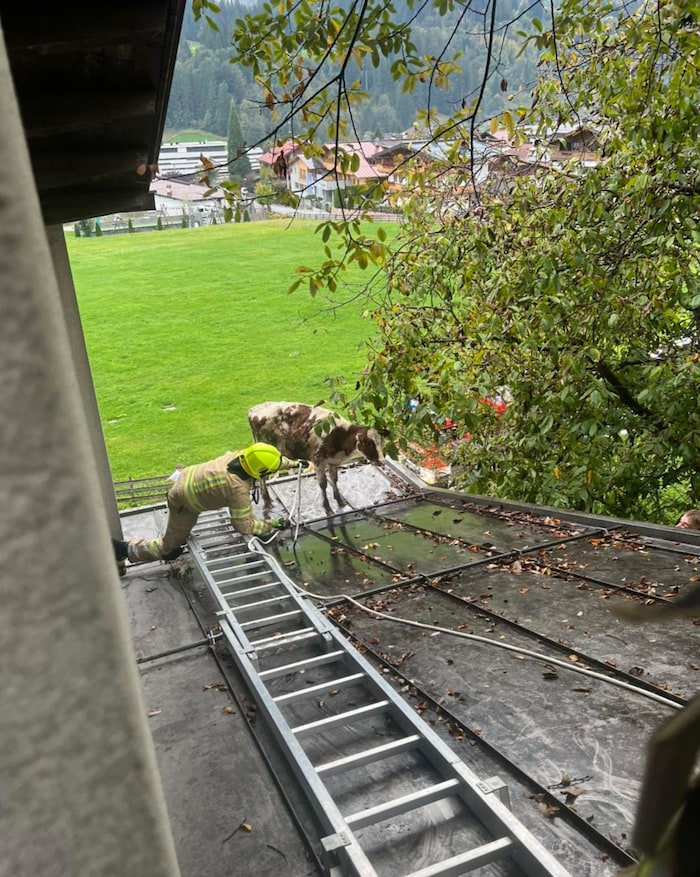 Mittels Seil und Leiter rückten die Einsatzkräfte zu „Konrad“ vor.